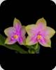 Phal. Smiley Prince